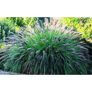 TRAWA ROZPLENICA Viridescens - sadzonki 30 / 50 cm